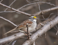 White throated Sparrow 1903